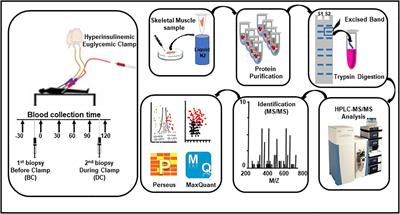 Differences in protein expression, at the basal state and at 2 h of insulin infusion, in muscle biopsies from healthy Arab men with high or low insulin sensitivity measured by hyperinsulinemic euglycemic clamp